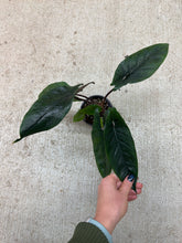 Load image into Gallery viewer, Alocasia Scalprum 4"