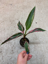 Load image into Gallery viewer, Musa Nono Pink 4" - Pink Banana Plant