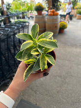 Load image into Gallery viewer, Stephanotis floribunda variegata 4" - Madagascar Jasmine