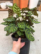 Load image into Gallery viewer, Calathea Makoyana 8"