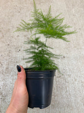 Load image into Gallery viewer, Asparagus setaceus 4&quot; - Plumosa Fern