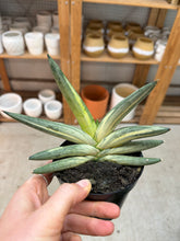 Load image into Gallery viewer, Sansevieria Starfish Variegata 4"- Snake Plant