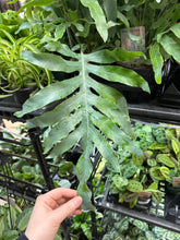 Load image into Gallery viewer, Phlebodium aureum 6&quot; - Blue Star Fern