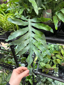 Phlebodium aureum 6" - Blue Star Fern