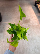 Load image into Gallery viewer, Epipremnum Sao Paulo 4" - Pothos