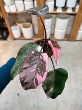 Load image into Gallery viewer, Philodendron Pink Princess Galaxy 4"