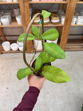 Load image into Gallery viewer, Hoya sabah 4" - Wax Plant