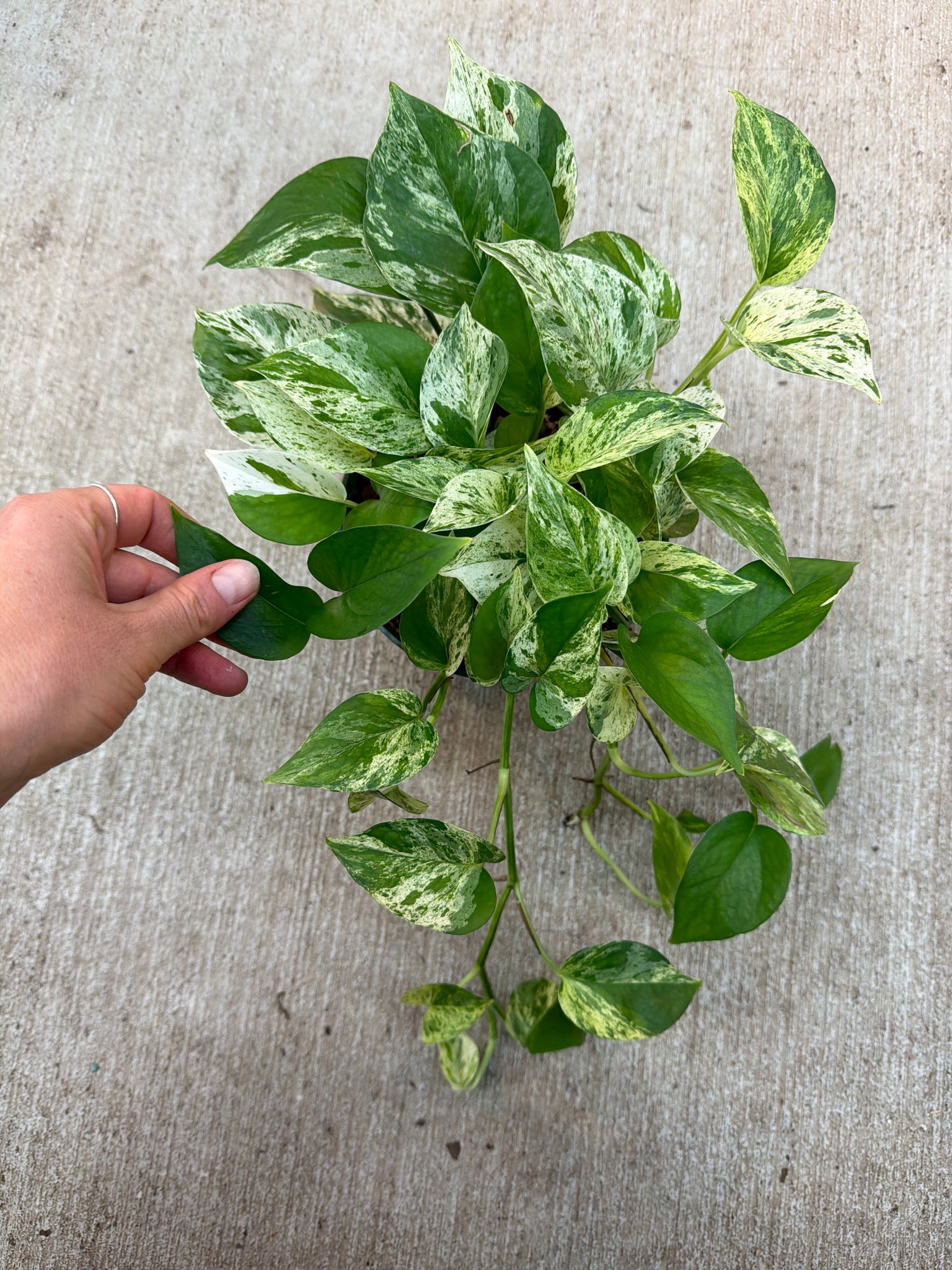 pothos marble green Epipremnum Marble Queen Pothos 6 in