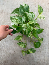 Load image into Gallery viewer, Epipremnum 'Marble Queen' 6" - Marble Queen Pothos