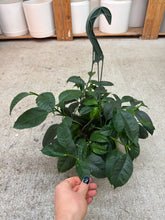 Load image into Gallery viewer, Hoya Multiflora 6"HB - Shooting Star Hoya