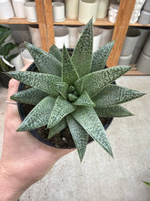 Load image into Gallery viewer, Haworthia Rafiki 4"