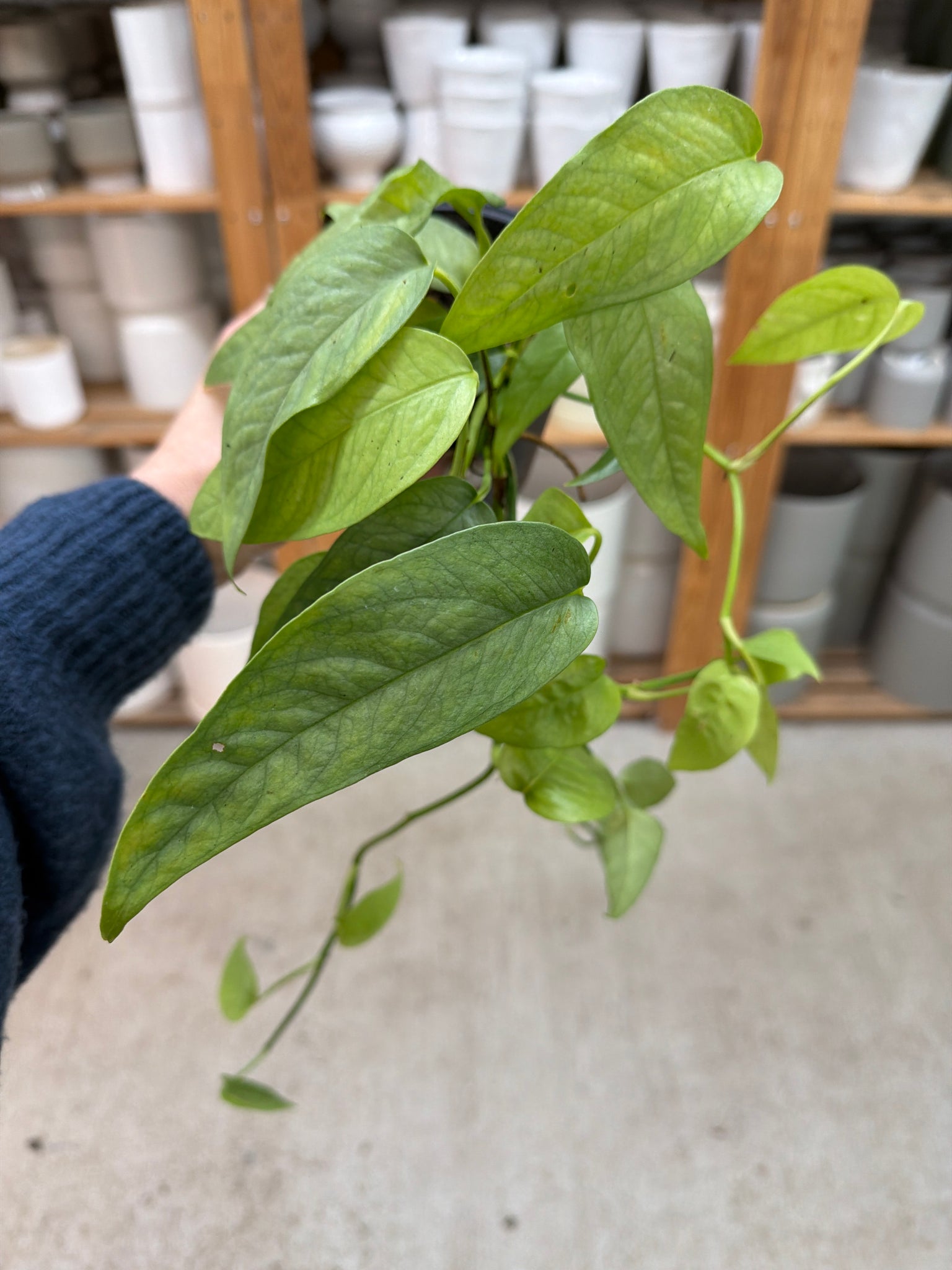 cebu blue pothos price Epipremnum 'Cebu Blue' 4"