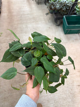 Load image into Gallery viewer, Philodendron Micans 6"