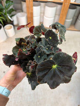 Load image into Gallery viewer, Begonia sp. 6" - Rex Begonia