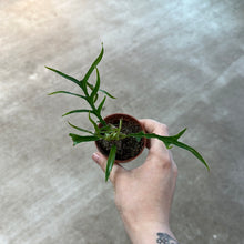 Load image into Gallery viewer, Philodendron Tortum 2&quot;