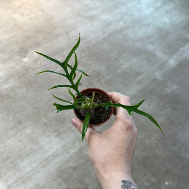Philodendron Tortum 2