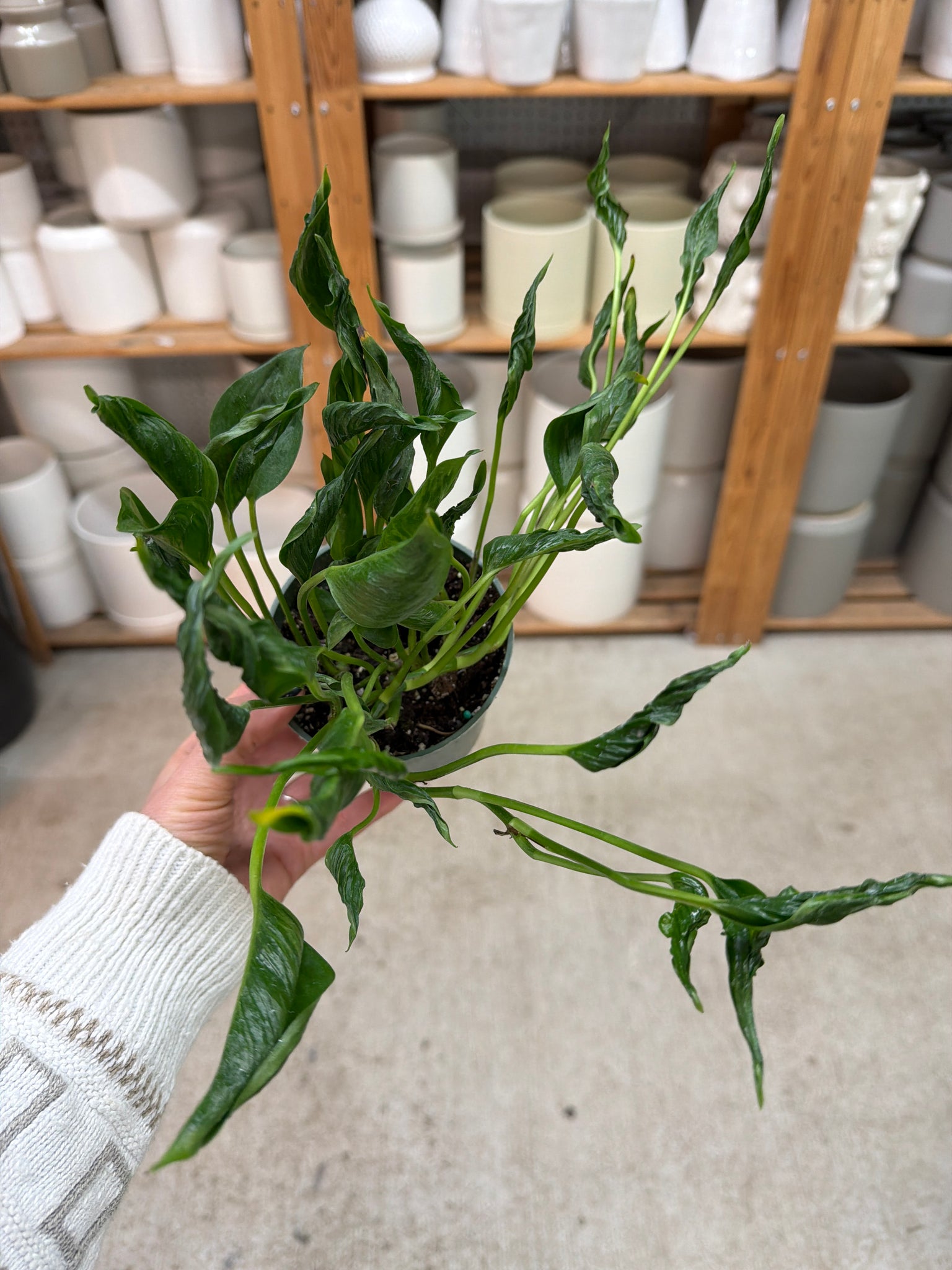 pothos shangri la Epipremnum aureum 'shangri la' 4"