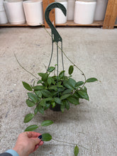Load image into Gallery viewer, Hoya fitchii 6" HB - Wax Plant
