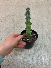 Load image into Gallery viewer, Myrtillocactus geo. 'Fukurokuryuzinboku' 4" - Boobie Cactus