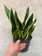 Load image into Gallery viewer, Sansevieria Black Gold Superba 6" - Black Gold Snake Plant