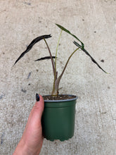 Load image into Gallery viewer, Alocasia amazonica 'Bambino' 4"