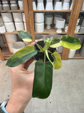 Load image into Gallery viewer, Philodendron Florida Beauty 2"