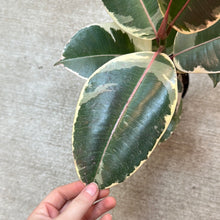 Load image into Gallery viewer, Ficus decora &#39;Tineke&#39; 6&quot; - Tineke Rubber Plant
