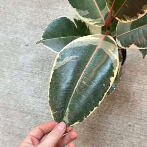 Ficus decora 'Tineke' 6" - Tineke Rubber Plant