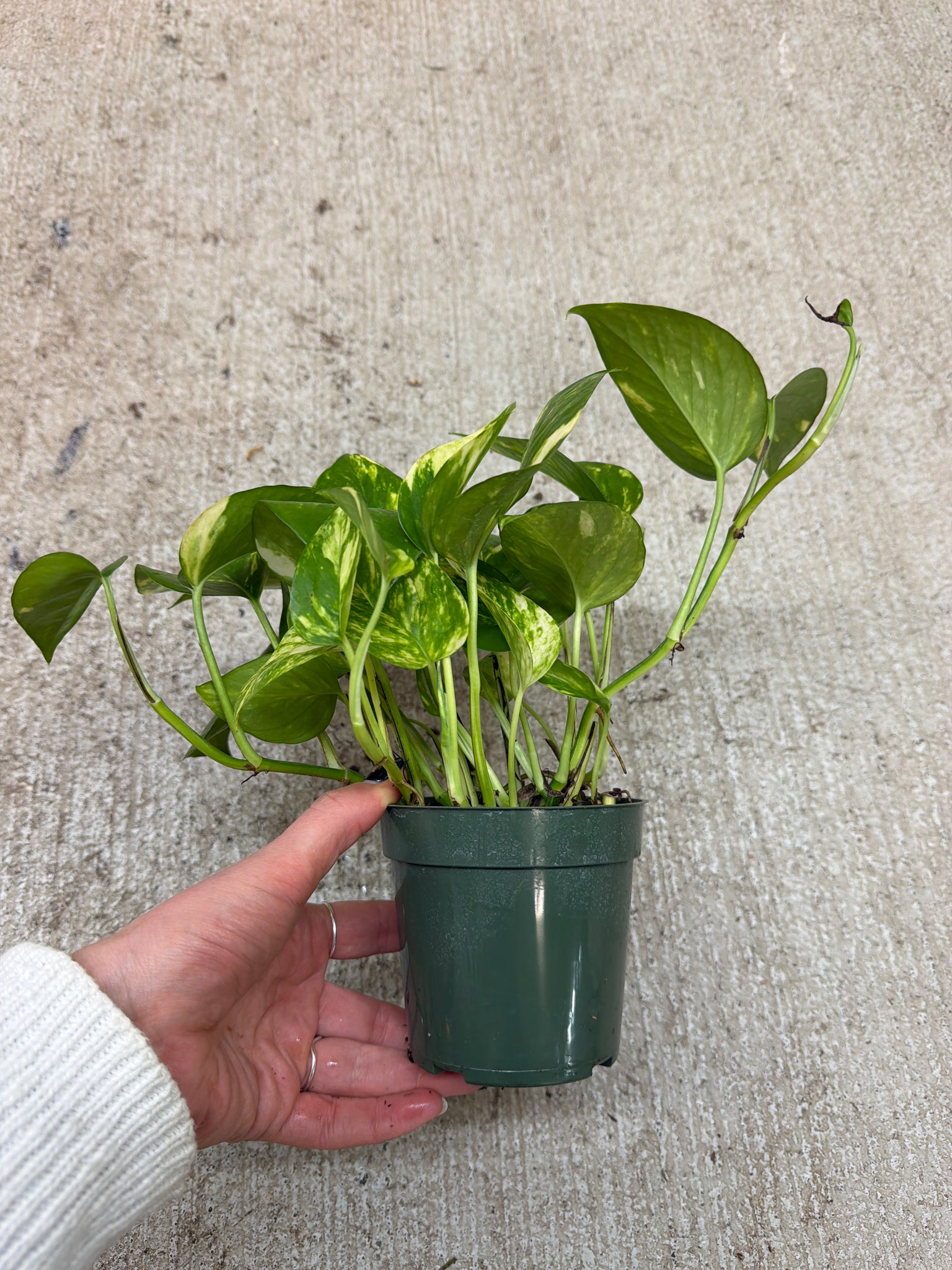 pothos sale Epipremnum aureum 4"