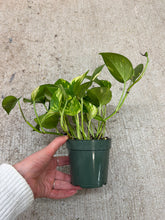 Load image into Gallery viewer, Epipremnum aureum 4" - Golden Pothos