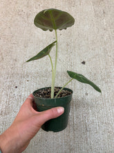 Load image into Gallery viewer, Alocasia 'Black Velvet' 4"