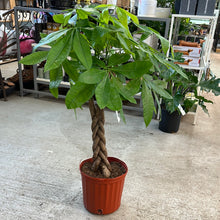 Load image into Gallery viewer, Pachira Aquatica 10&quot; - Money Tree Braid