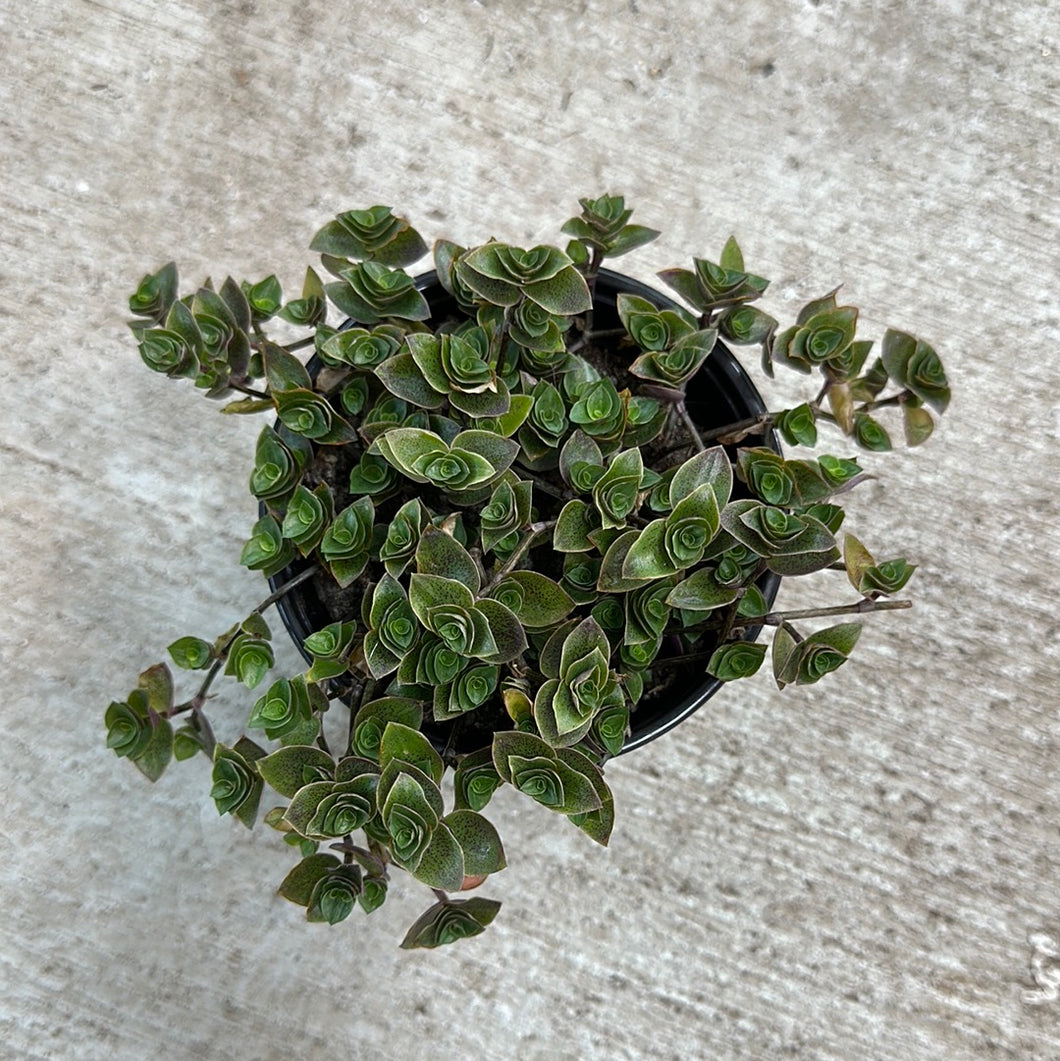 Callisia sp. 4