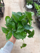 Load image into Gallery viewer, Epipremnum &#39;Jade&#39; 6&quot; - Jade Pothos