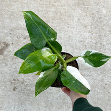 Load image into Gallery viewer, Philodendron White Princess 6&quot;