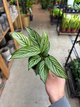 Load image into Gallery viewer, Calathea vittata 4&quot;