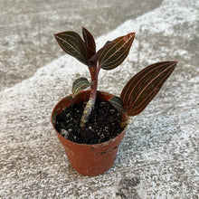 Load image into Gallery viewer, Ludisia sp. 3&quot; - Jewel Orchid