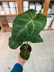 anthurium forgetii x magnificum Anthurium forgetii x magnificum 4" – Kent East Hill Nursery