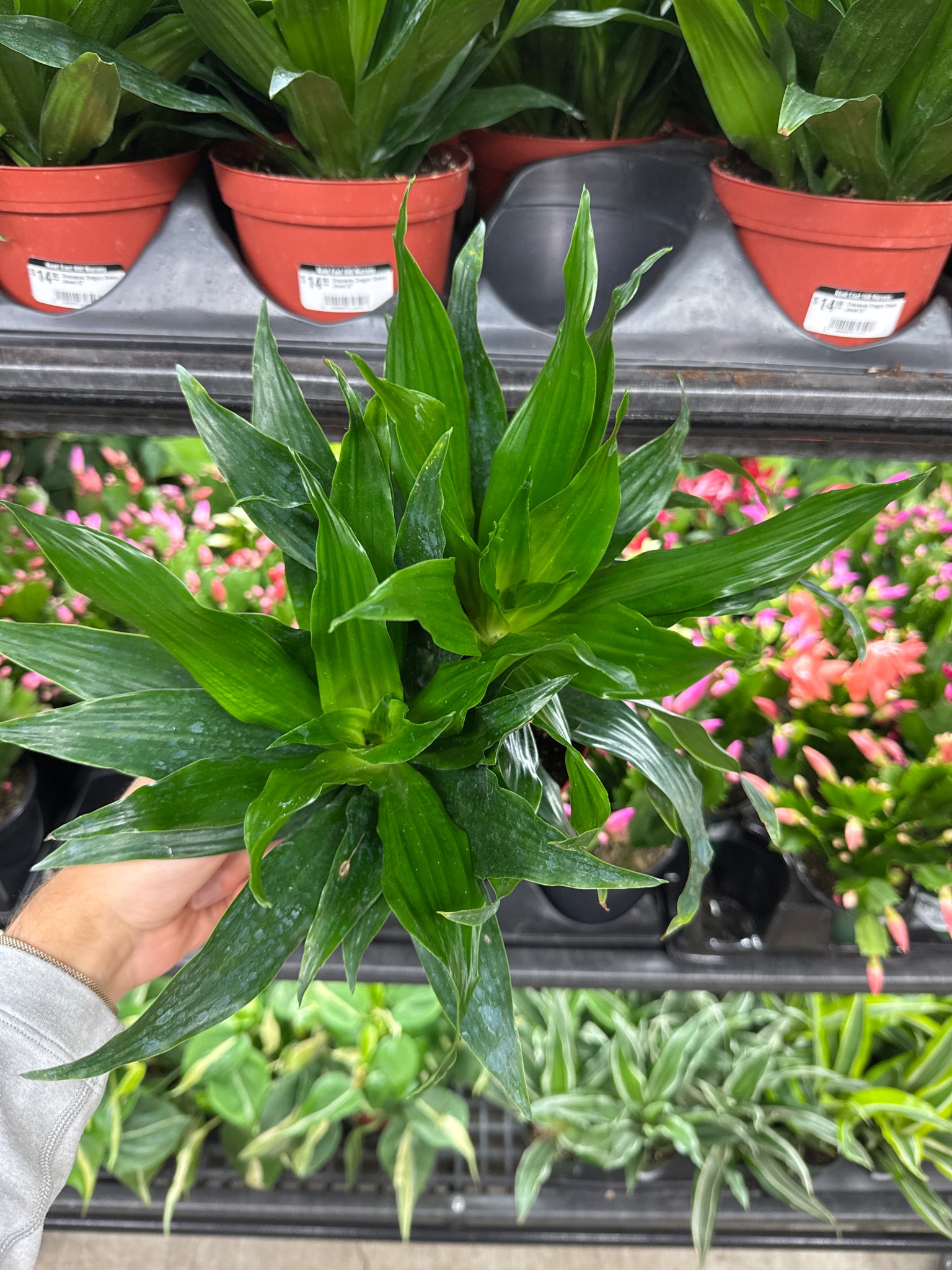 green jewel dracaena Dracaena Dragon Green Jewel 6"