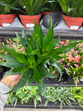 Load image into Gallery viewer, Dracaena Dragon Green Jewel 6&quot;