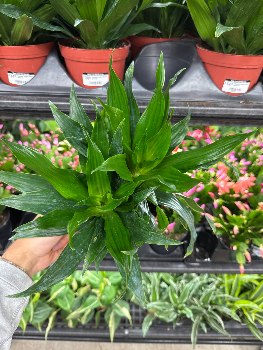 Dracaena Dragon Green Jewel 6