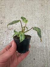 Load image into Gallery viewer, Philodendron gloriosum variegata 2"