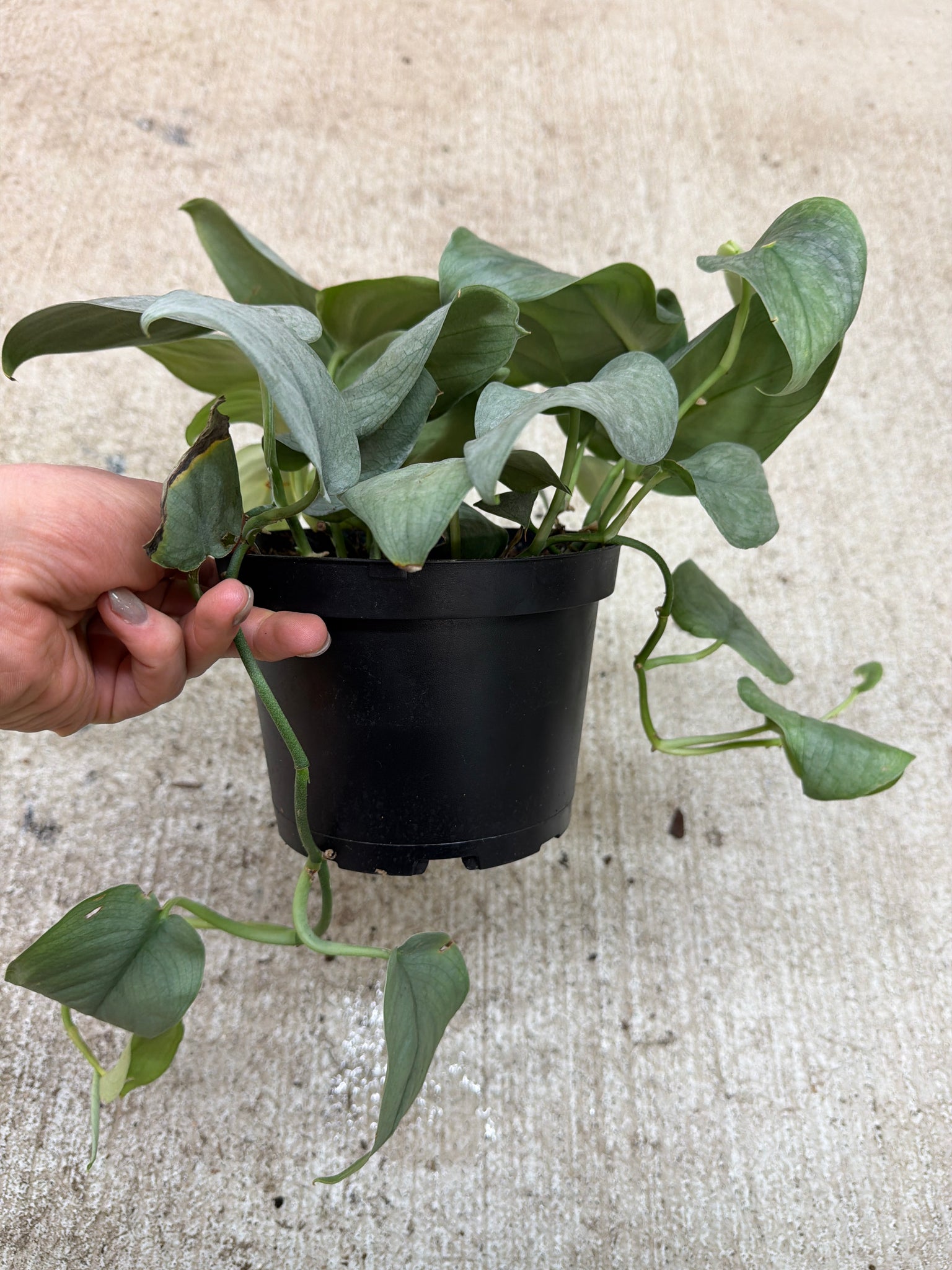 platinum pothos Scindapsus pictus 'Java Platinum' 6"