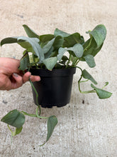 Load image into Gallery viewer, Scindapsus pictus 'Java Platinum' 6" - Satin Pothos