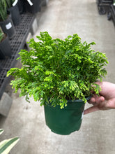 Load image into Gallery viewer, Selaginella sp. 6&quot; - Frosty Club Moss