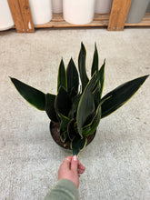 Load image into Gallery viewer, Sansevieria Fabi 8" - Snake Plant