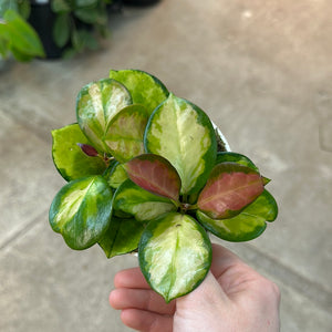 Hoya australis 'Tricolor' 4"