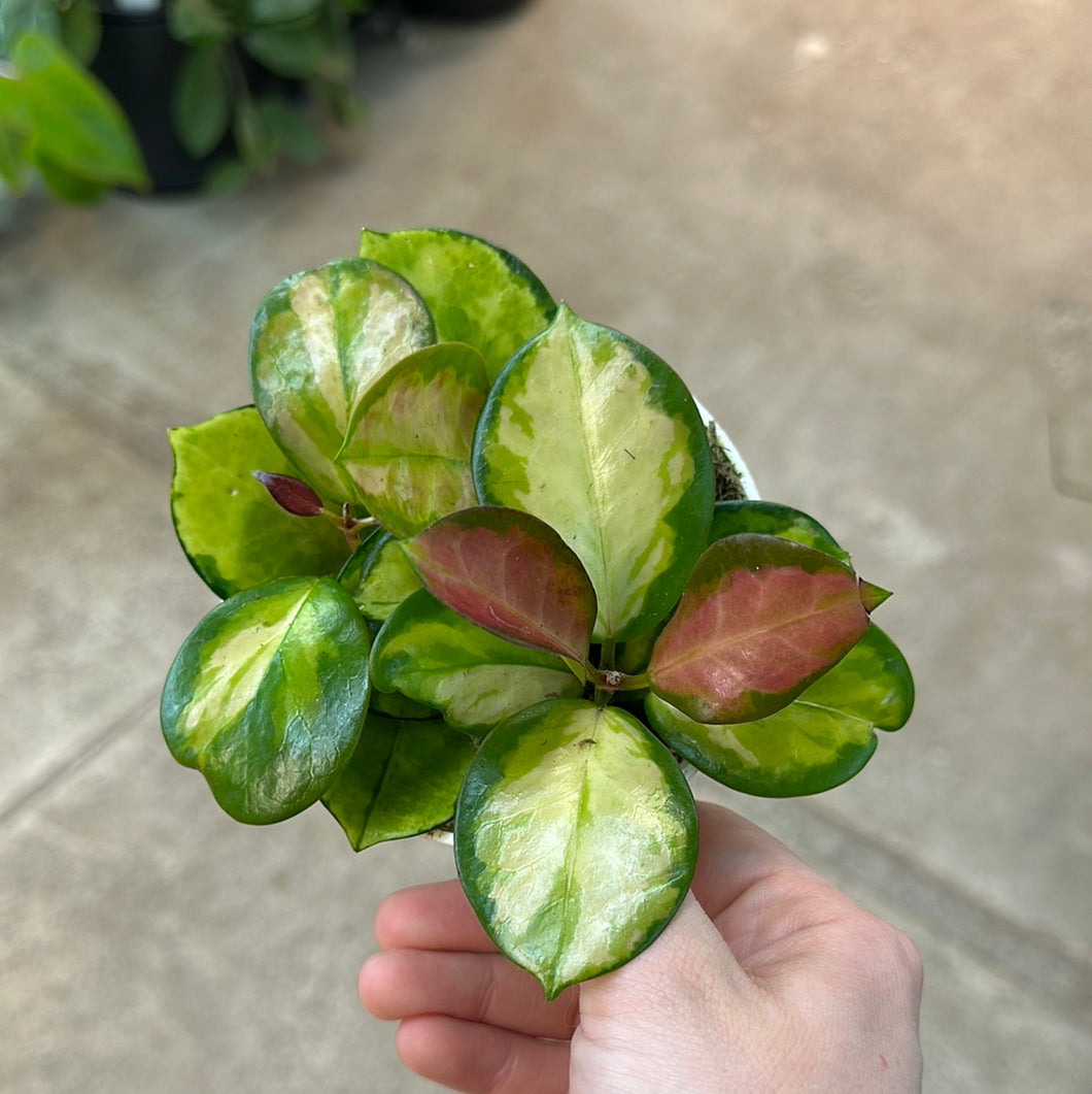 Hoya australis 'Tricolor' 4