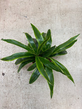 Load image into Gallery viewer, Dracaena Limon 8"