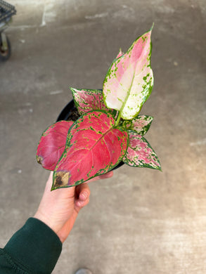 Aglaonema Very Red 6